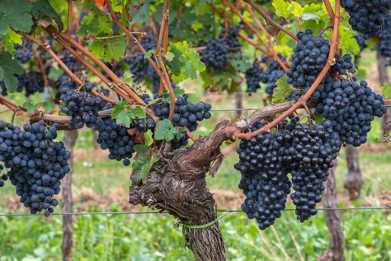 לינה וארוחת בוקר Montepulciano Stazione The Grapevine By Manvi איטליה