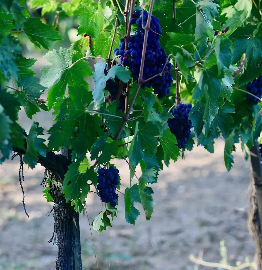 לינה וארוחת בוקר Montepulciano Stazione The Grapevine By Manvi